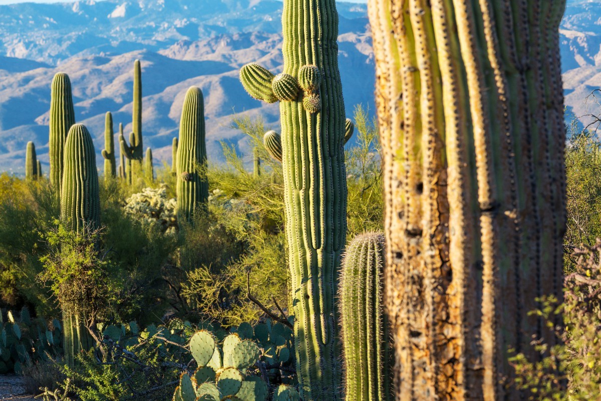 Saguaro National Park